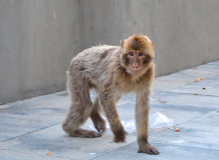 barbary-monkey