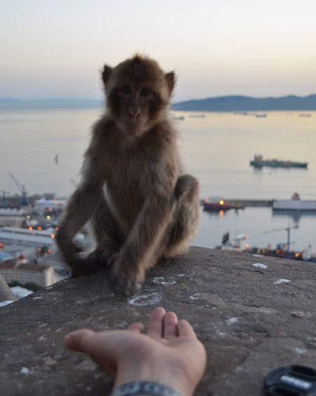 gibraltar-rock-monkey