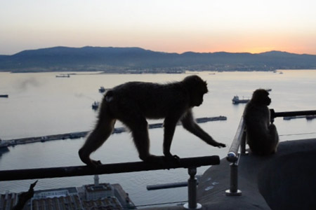 monkey-on-railing