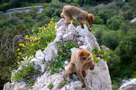 monkeys