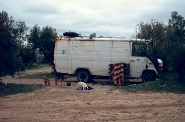 techno-dogs
