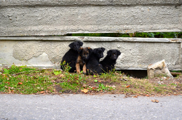 Woahh. Little bear cubs! … Oh no, just another bunch of roadside puppies. Pretty cool dogs