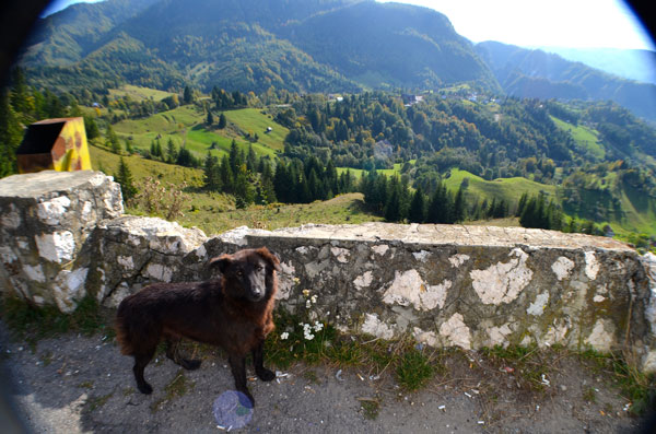 woahh a bear! Oh wait… Another wild dog. They’re pretty friendly though despite what on the Internet says.